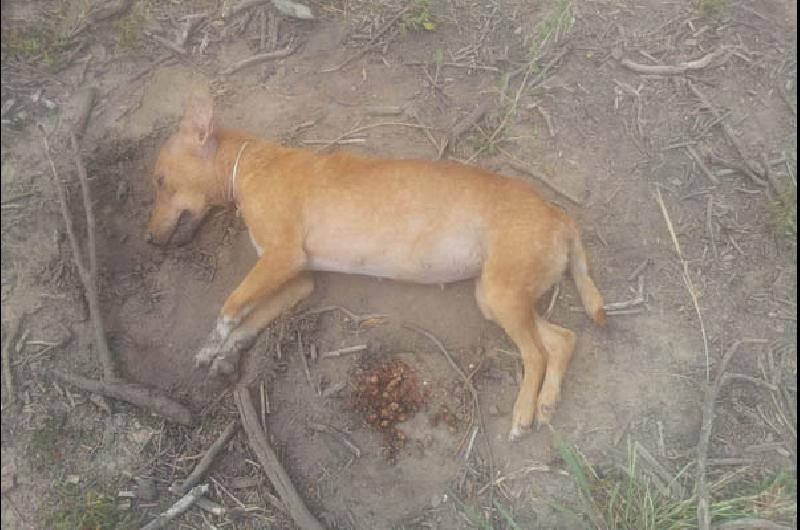 Denuncian La Matanza De Una Decena De Perros En El Barrio Los Flores