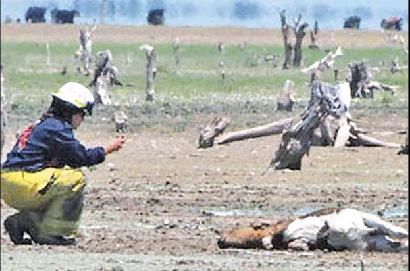 Sospechan que un herbicida causó la muerte de animales en Río Hondo