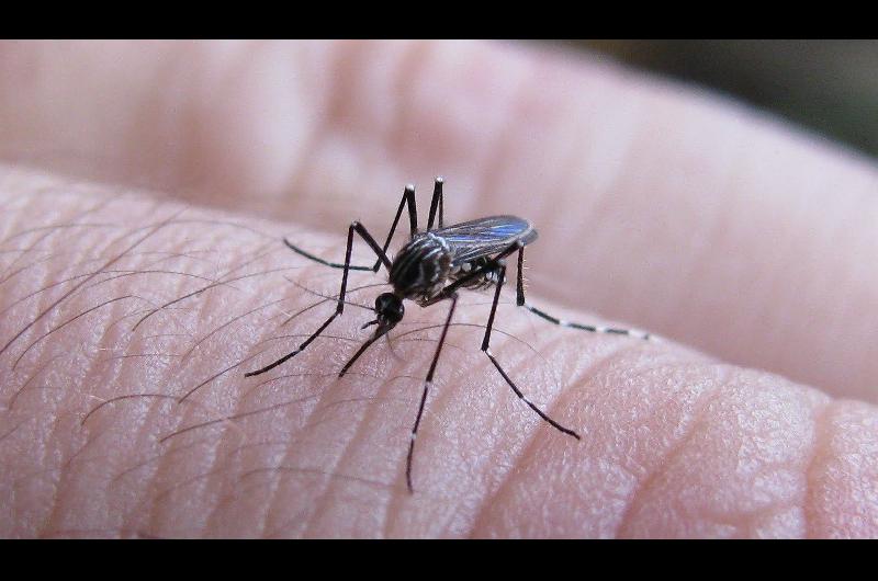 Confirman Que Hay Nuevos Casos De Dengue En La Provincia Reporte