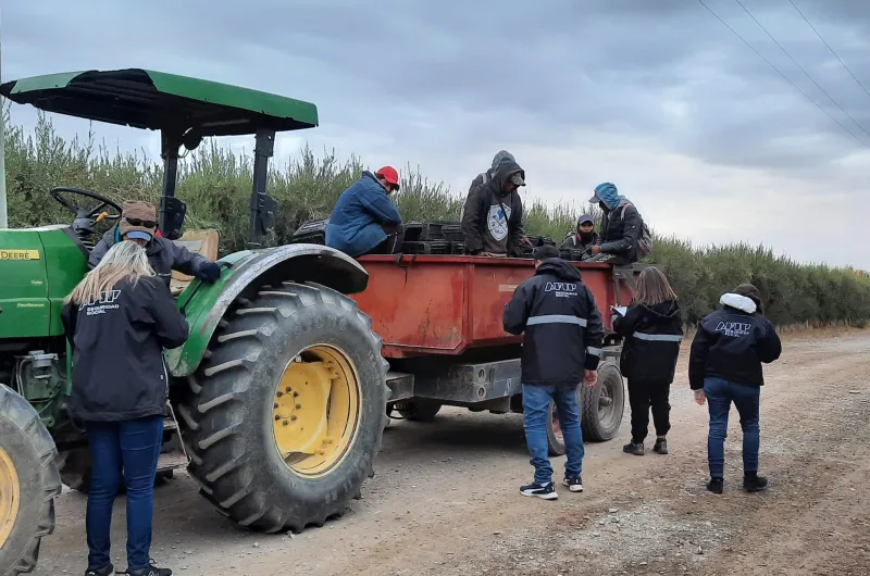 AFIP detectó trabajo ilegal en una finca de olivos había indicios de