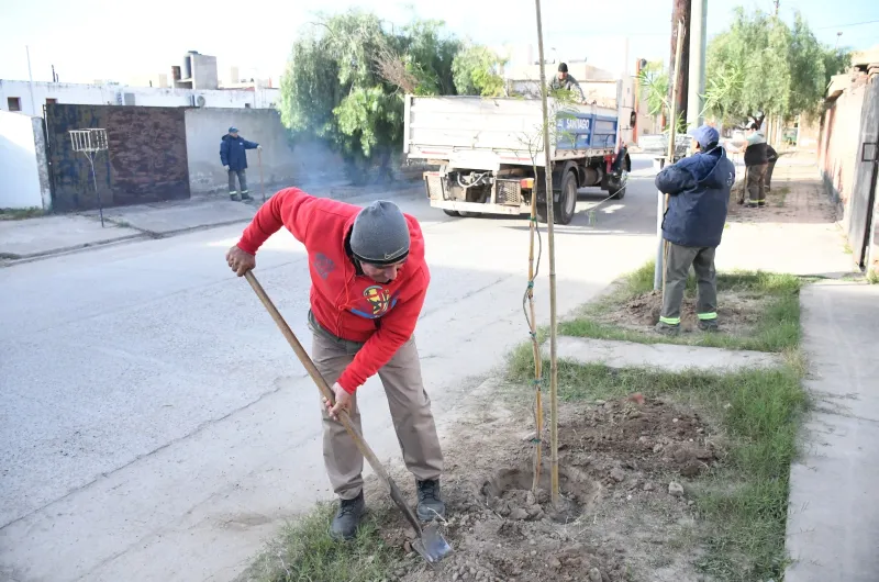 La Municipalidad Trabaja Con Su Campa A De Plantaci N De Rboles En El