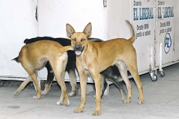 Peligro Los perros callejeros y algunos ejemplares que son alojados en domicilios sin los cuidados necesarios preocupan y siembran temor en la población