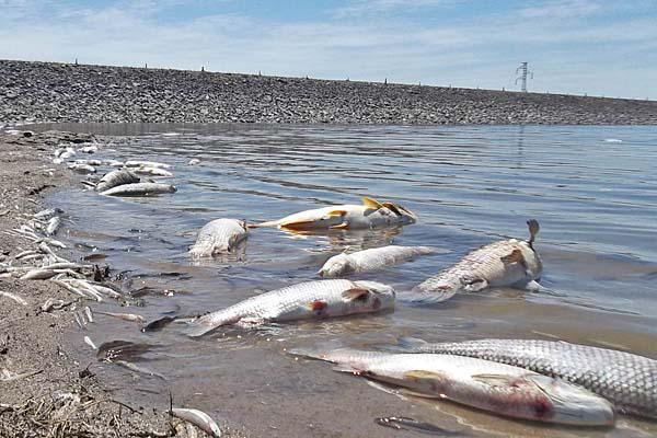 INDIGNACIÓN El 30 de noviembre �ltimo miles de peces de diversos tamaños y especies aparecieron flotando en las orillas del embalse de Las Termas de Río Hondo 