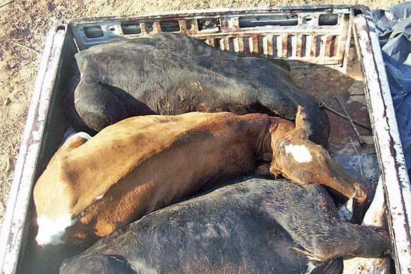 ABIGEATO La policía de Campo Gallo realiza constantes operativos ya que el robo de ganado es com�n en esta geografía