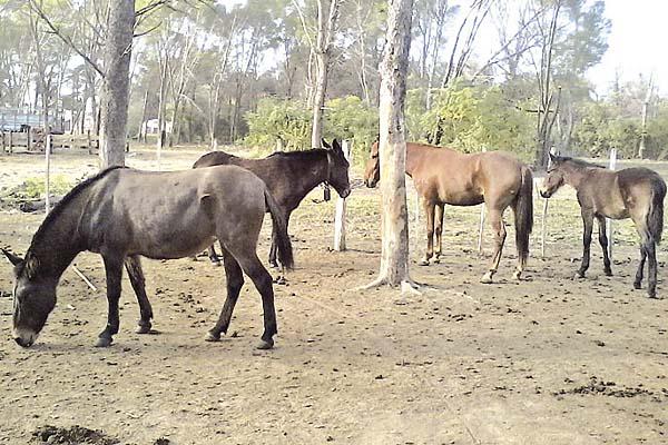 ABIGEATO Cinco equinos y tres mulares fueron trasladados hasta la dependencia policial por orden de la Justicia del Crimen Fotorelaciones policiales