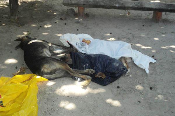 Aseguran que a diario se producen en la ciudad matanzas de mascotas