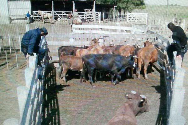 REVISIÓN En un establecimiento allanado se encontraron animales que pertenecerían a otros productores