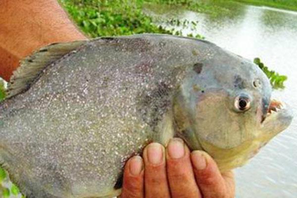 Ataque de palometas en el riacuteo Paranaacute- maacutes de 40 heridos