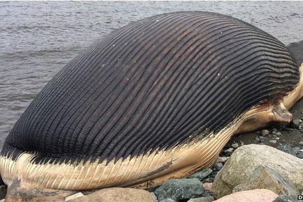 El gas hinchó el vientre de la ballena al doble de su tamaño