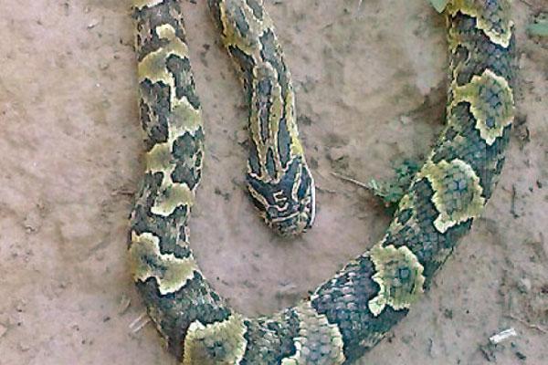 Extrantildea aparicioacuten de una serpiente con la marca de un 5 en la cabeza