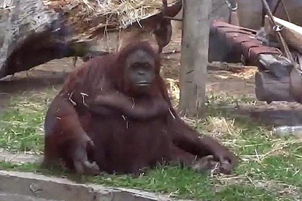 La Justicia declaroacute a la orangutana del zoo portentildeo sujeto no humano- podraacute vivir en libertad