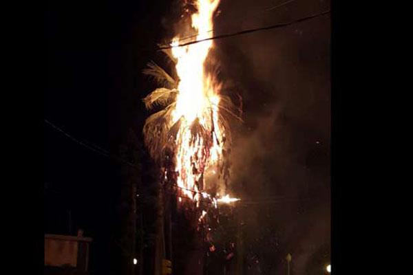 Incendio en una palmera a raiacutez de un cortocircuito