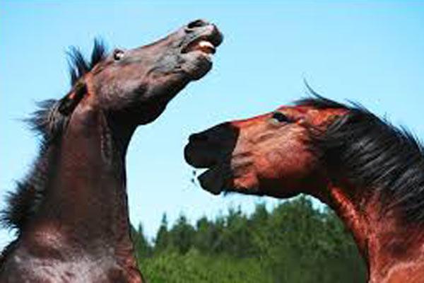 Una menor herida al intentar frenar una pelea de caballos