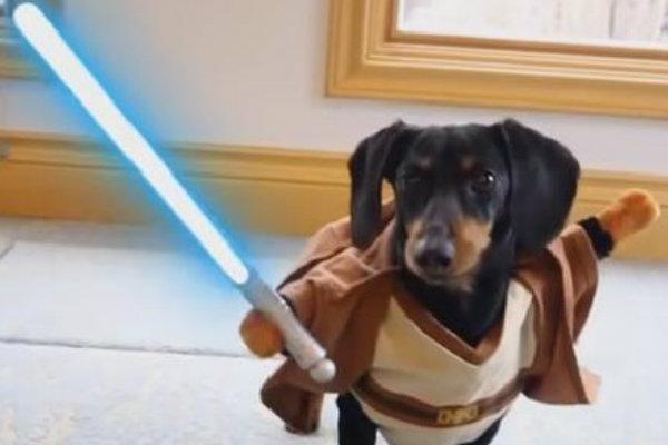 Batalla Star Wars por perros