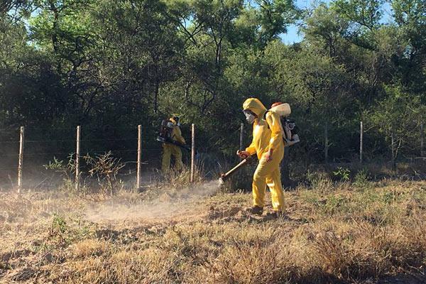 Autoridades se refirieron a la invasioacuten de langostas en la provincia