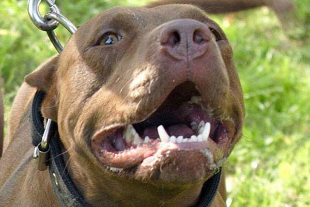 Un nene fue atacado por un Pitbull en el Juan Diacuteaz de Soliacutes