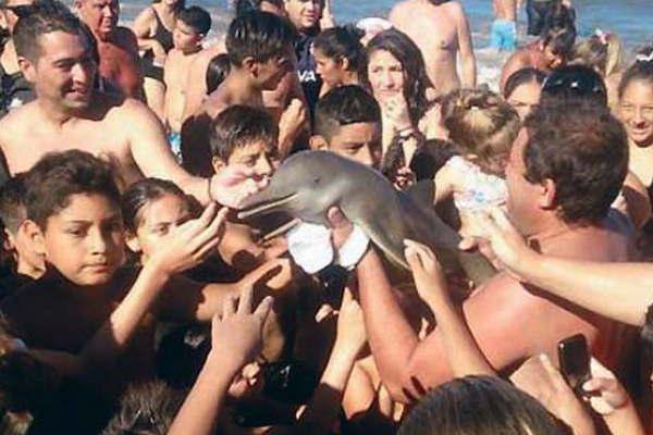 Sacan del mar a un delfiacuten para una `selfie y murioacute deshidratado