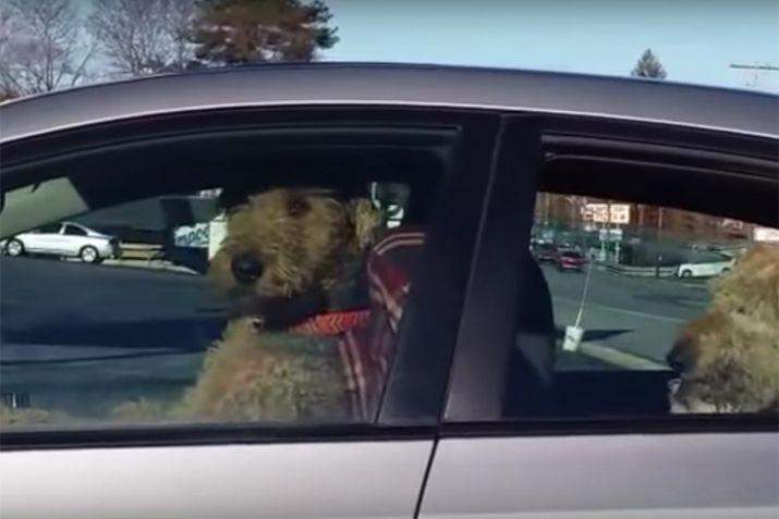 Dejoacute a sus perros esperando en el auto y esto pasoacute