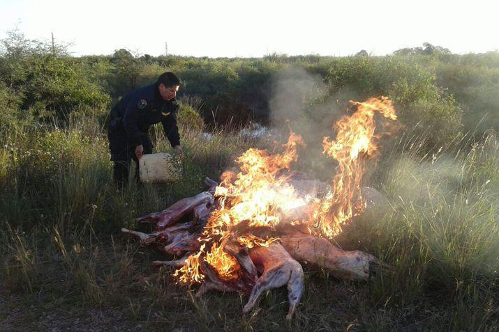 Una treintena de cabras faenadas fueron secuestradas por la policiacutea