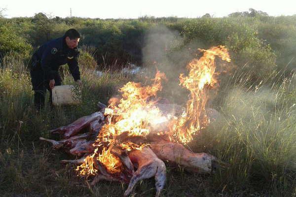 Secuestran maacutes de 30 animales caprinos faenados en Malbraacuten