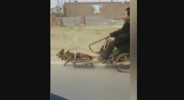 Crueldad- Un hombre hace tirar de un carro a un pequentildeo perro