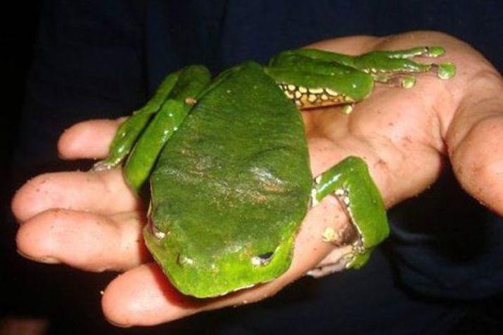 Utilizaban el veneno de ranas para crear drogas