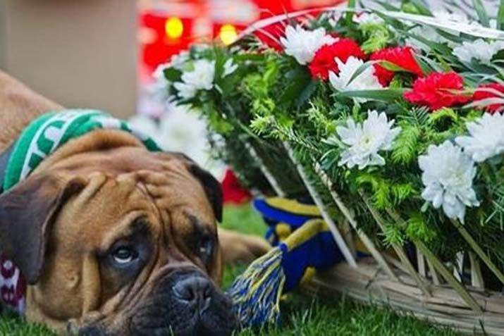 La emotiva imagen del perro que acompantildeoacute el sepelio de Patrick Ekeng