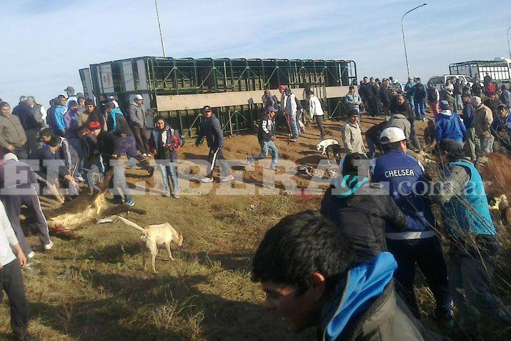 Camioacuten con vacas volcoacute y la gente faenoacute a los animales