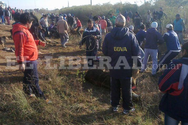 Camioacuten con vacas volcoacute y la gente faenoacute a los animales