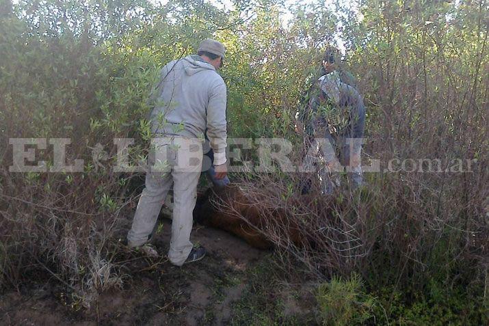 Camioacuten con vacas volcoacute y la gente faenoacute a los animales