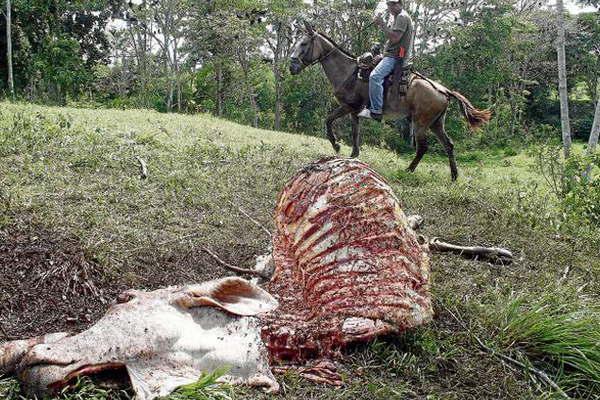 Fueron a robar vacas en Catamarca y los aprehendieron en ciudad de Friacuteas