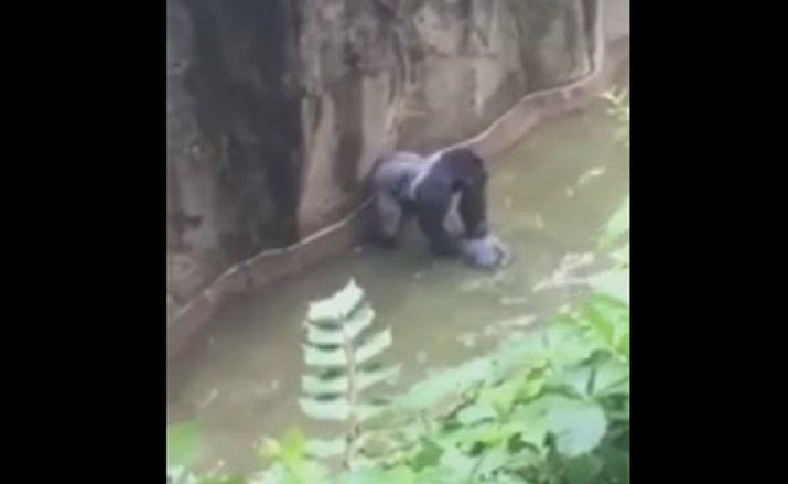 Sacrifican a un gorila para rescatar a un nintildeo que habiacutea caiacutedo en su jaula