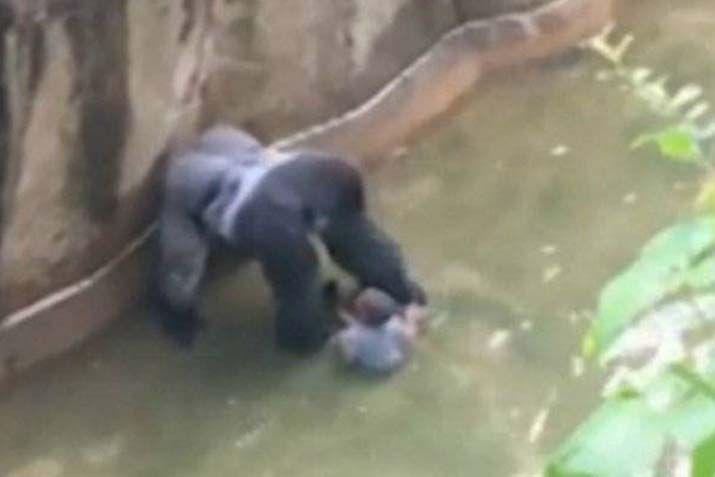 Un video muestra al gorila tomando de la mano al nene que ingresoacute a su foso