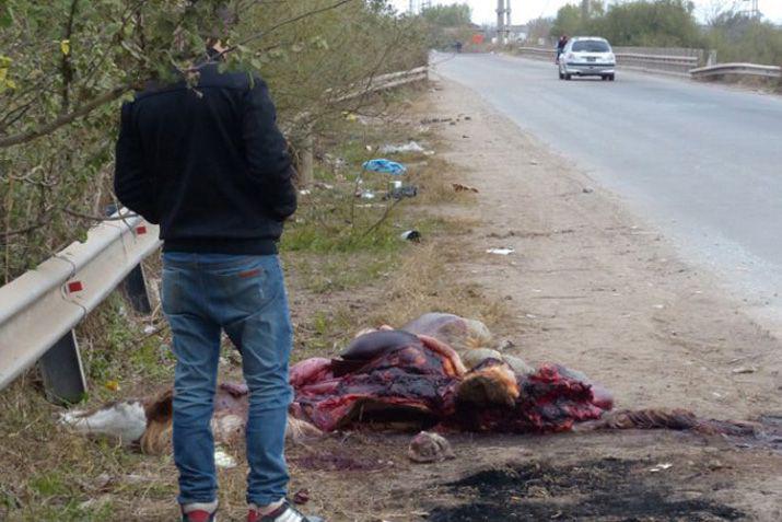 El jinete que fue chocado cuando iba al acto del Diacutea de la Bandera estaacute muy grave