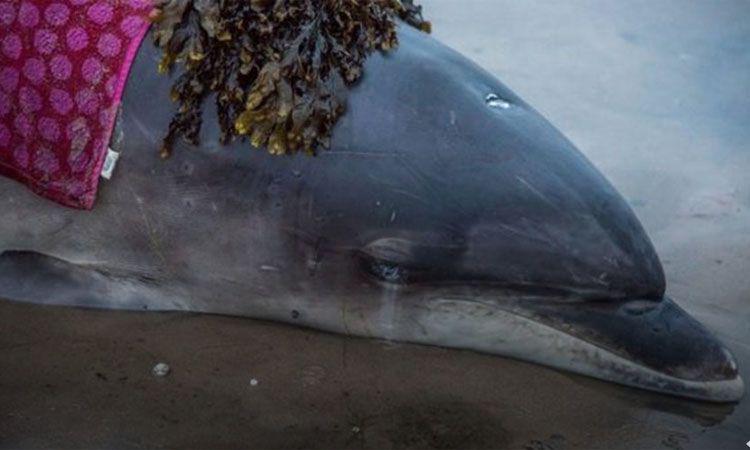 Un delfiacuten quedoacute varado en la costa y sufrioacute graves quemaduras por el sol