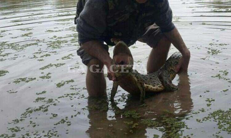 VIDEO  Filman a un yacareacute en una laguna de Las Termas