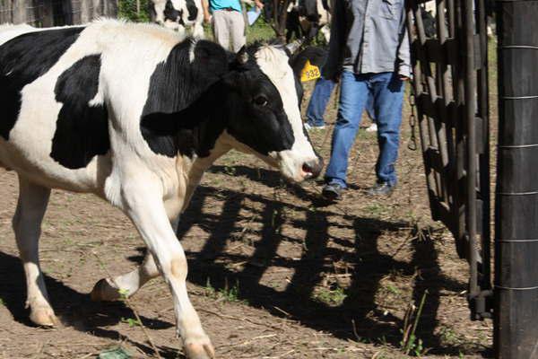 Interceptan a dos hombres que habriacutean robado un animal vacuno