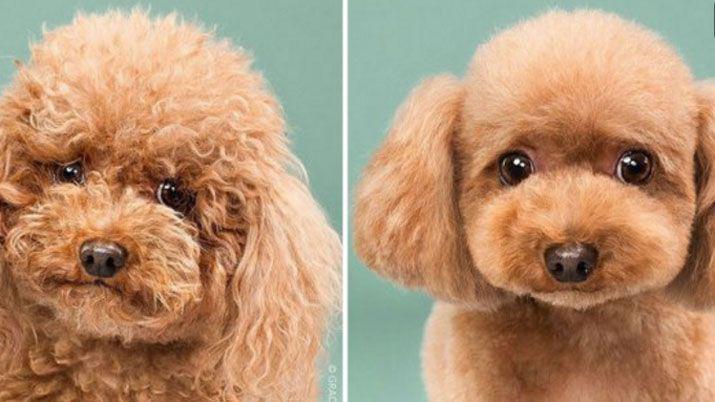 Las imperdibles fotos de estas mascotas que pasaron por la peluqueriacutea