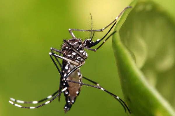 Con este calor evitemos la presencia de mosquitos