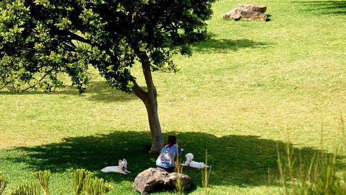 29 de agosto se celebra el Día del Árbol