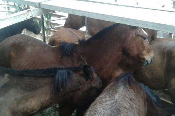 Detienen a Bebe por un robo calificado  y secuestran ocho animales equinos