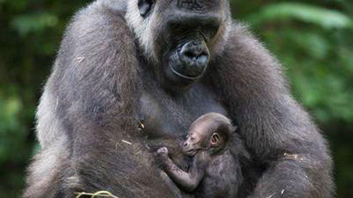 Los gorilas estariacutean al borde de la extincioacuten