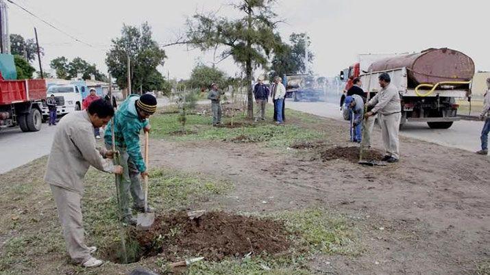 La UNSE y la municipalidad plantaraacuten aacuterboles