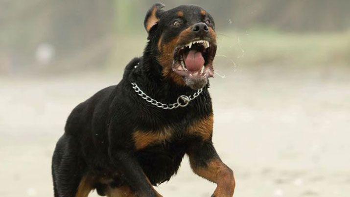 Rottweiler atacoacute a una anciana y le fracturoacute una mano