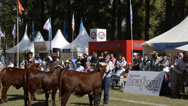 Expo BRA de remate- 8100 ventas con un promedio de 7000 por animal