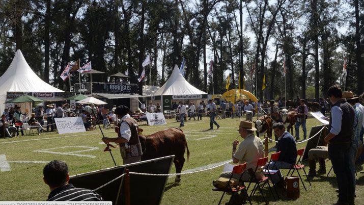 Expo BRA de remate- 8100 ventas con un promedio de 7000 por animal