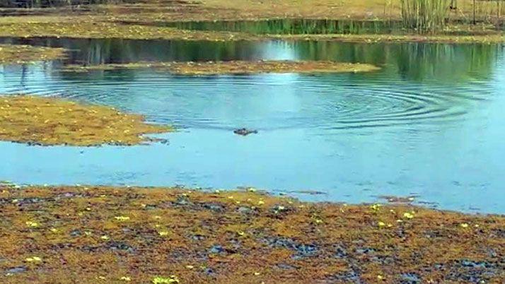 Un pescador tuvo el pique de un yacareacute en la costa de Las Termas