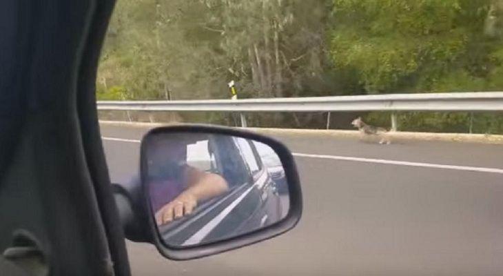 Sin corazoacuten- Perro persigue el auto de sus duentildeos luego de ser abandonado