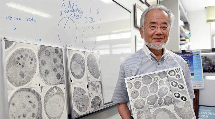 Nobel de Medicina para Yoshinori Ohsumi