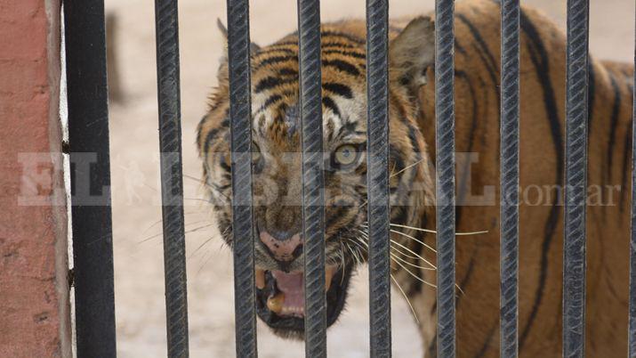 Felinos del ex zoo municipal seraacuten trasladados a EEUU y Meacutexico